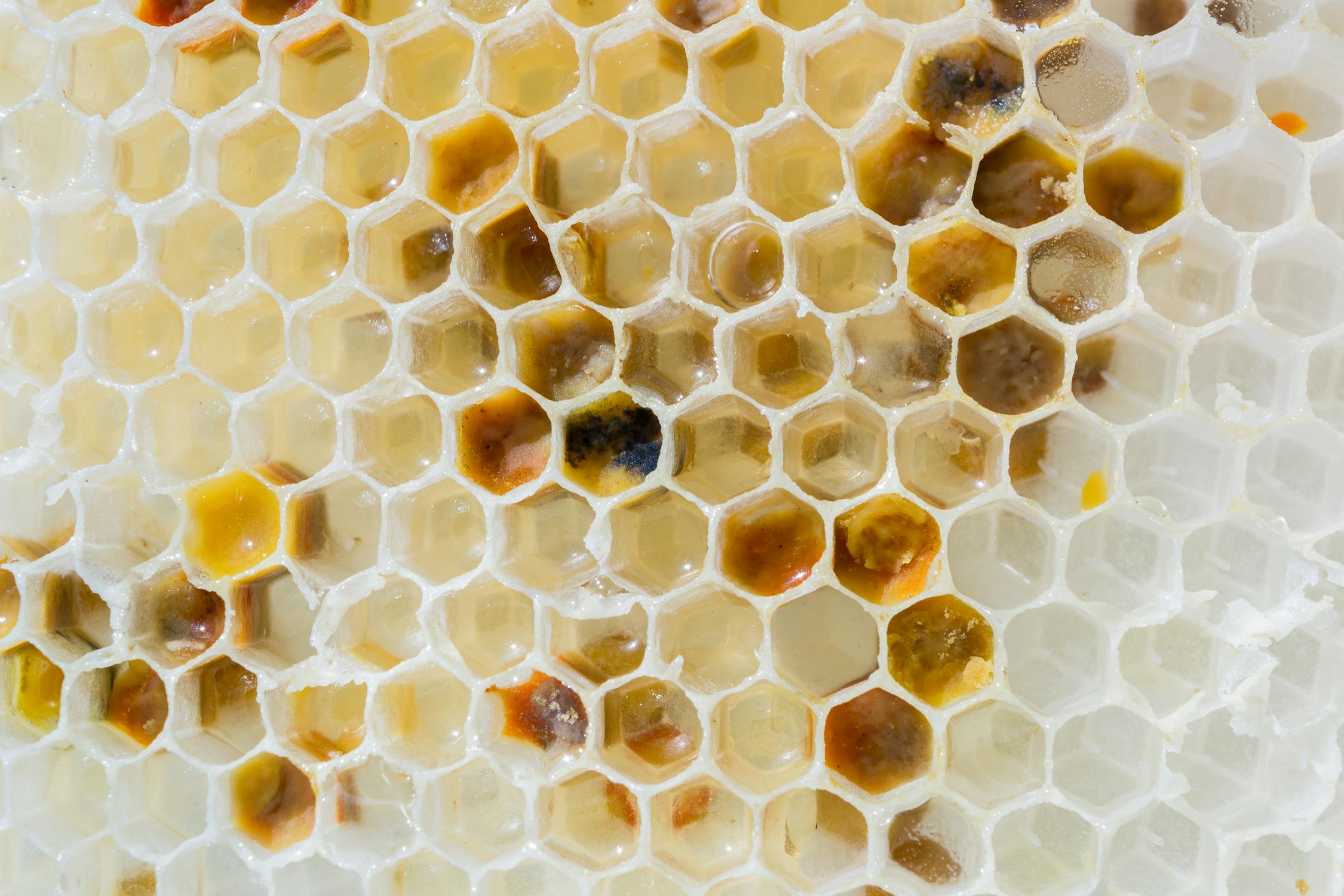 Close-up of pale wax comb cells holding nectar and pollen stores.
