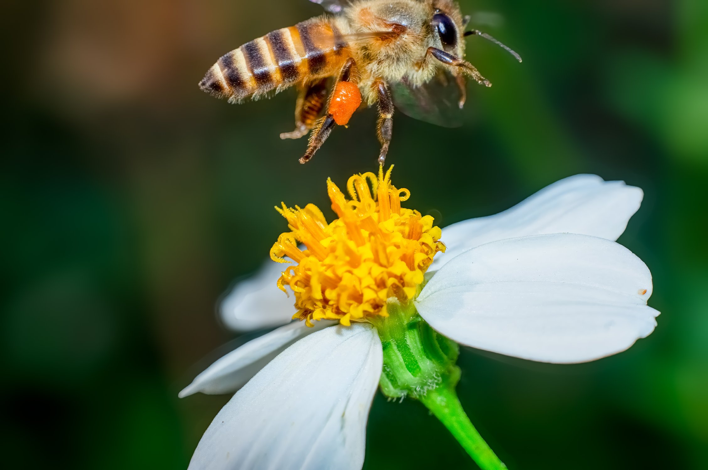 Macro photo of a honey bee carrying pollen above a white flower.