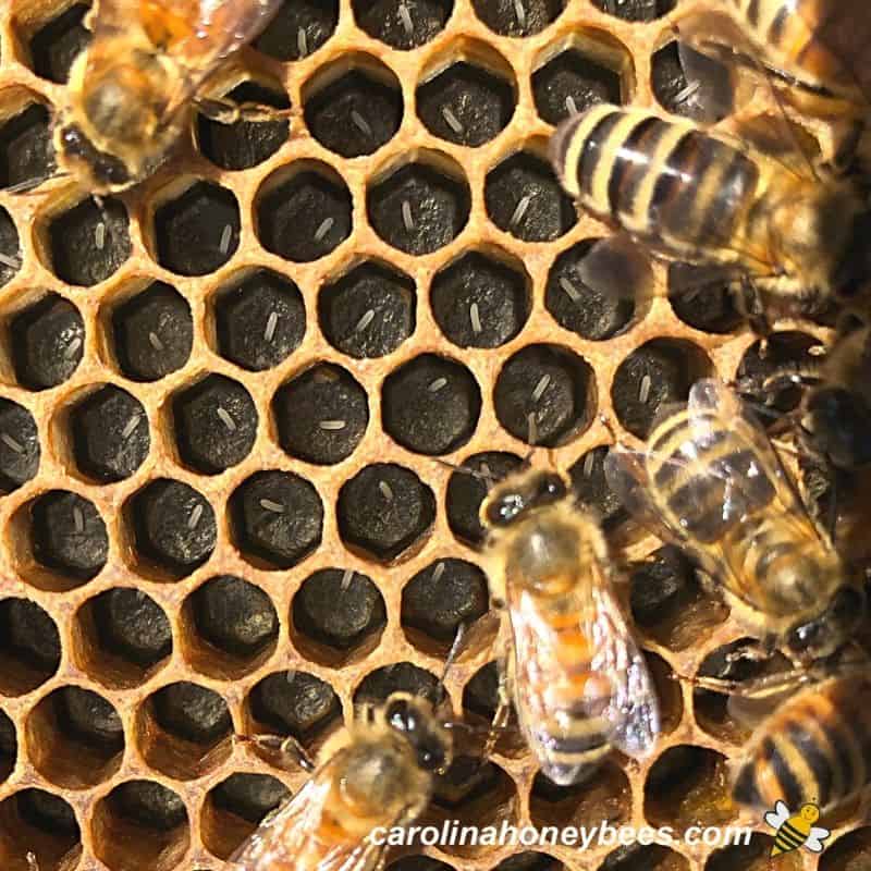 Close-up of single honey bee eggs laid upright in wax honeycomb cells.