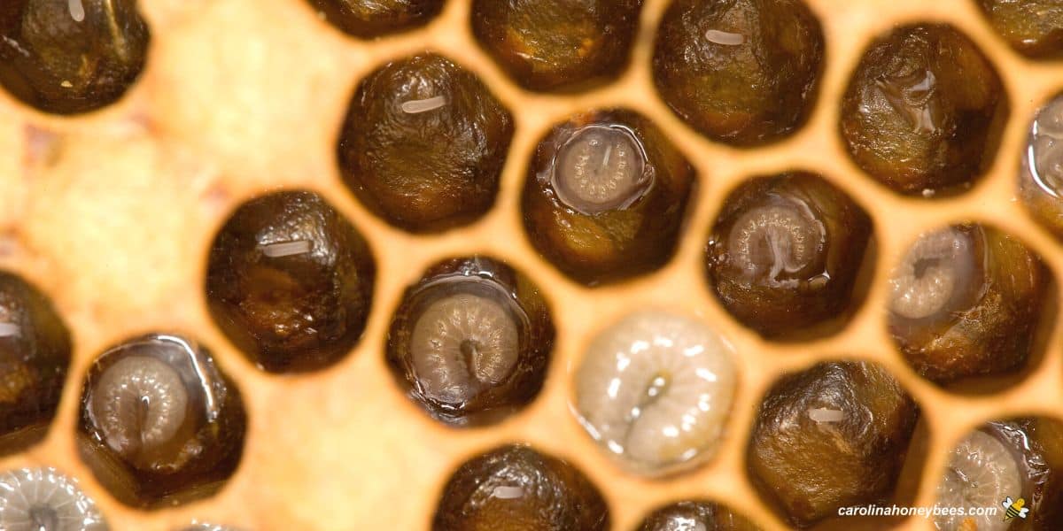 Close-up of honey bee larvae at different growth stages resting in open brood cells.