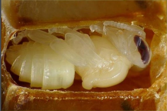 Close-up of a honey bee pupa developing inside an opened brood cell.
